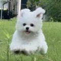 咕咕๑